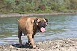 BULLMASTIFF 055